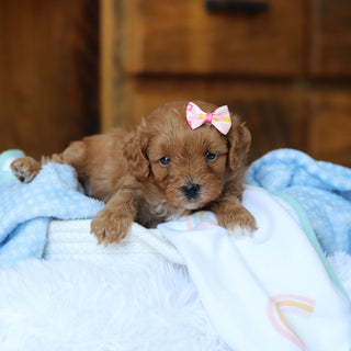 Tammy - Available 6/25