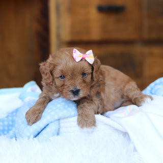 Tammy - Available 6/25