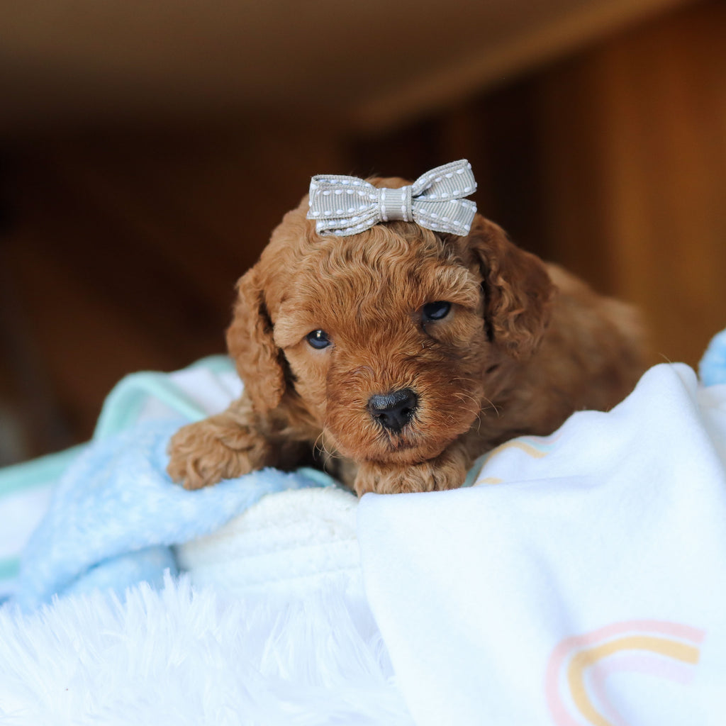 Tawny - Available 6/25