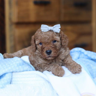 Tawny - Available 6/25