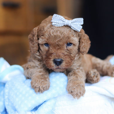 Tawny - Available 6/25