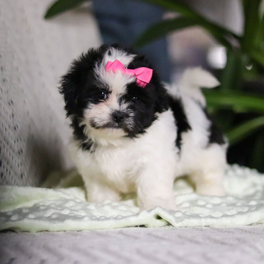 Tallulah - Available Now
