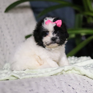 Tallulah - Available Now