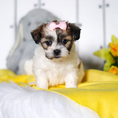 Rhoda - Available 4/23