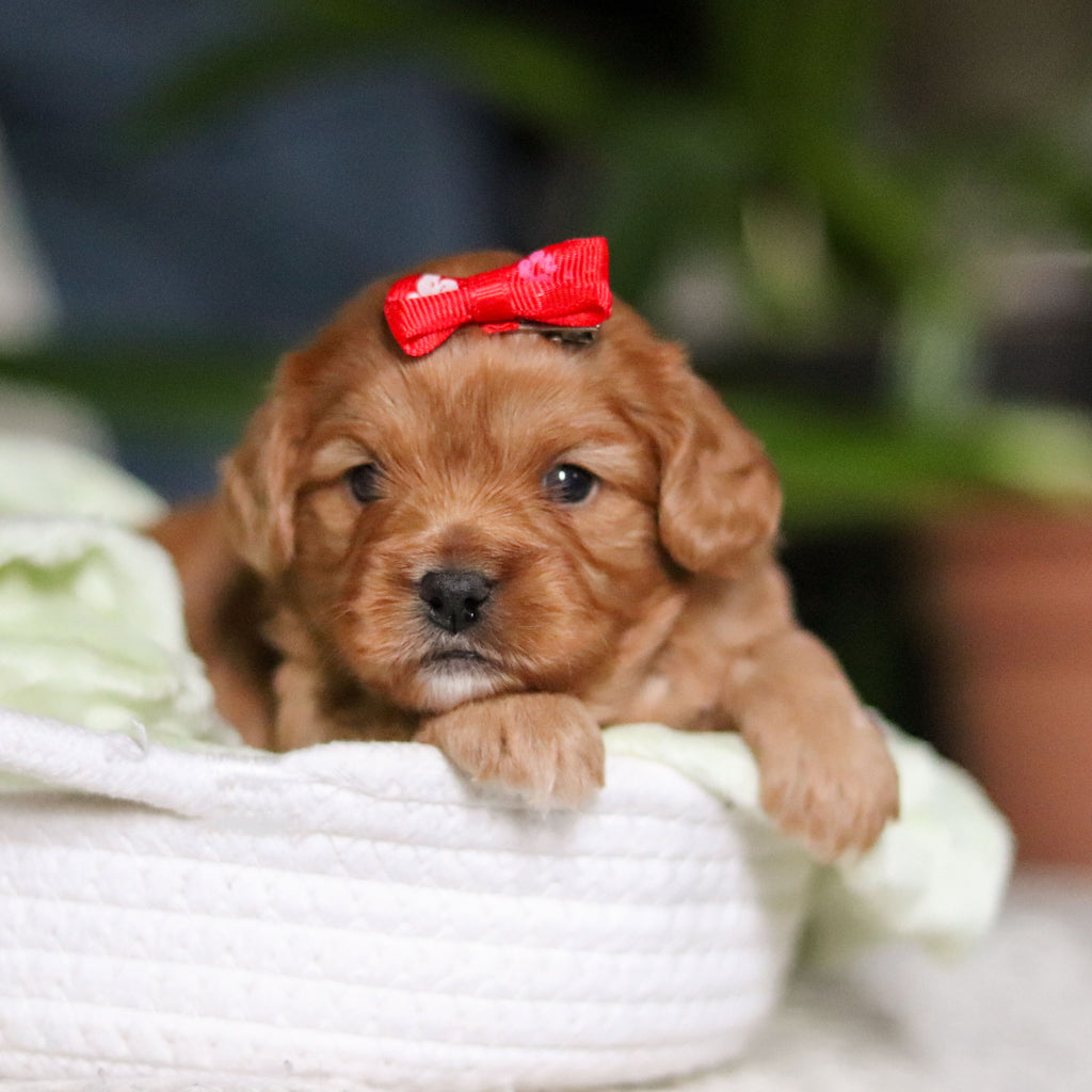 Maddie - Available 4/30