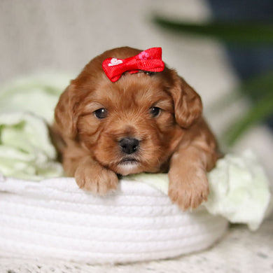 Maddie - Available 4/30