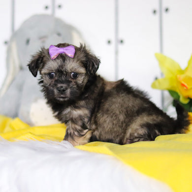 Ruby - Available 4/23