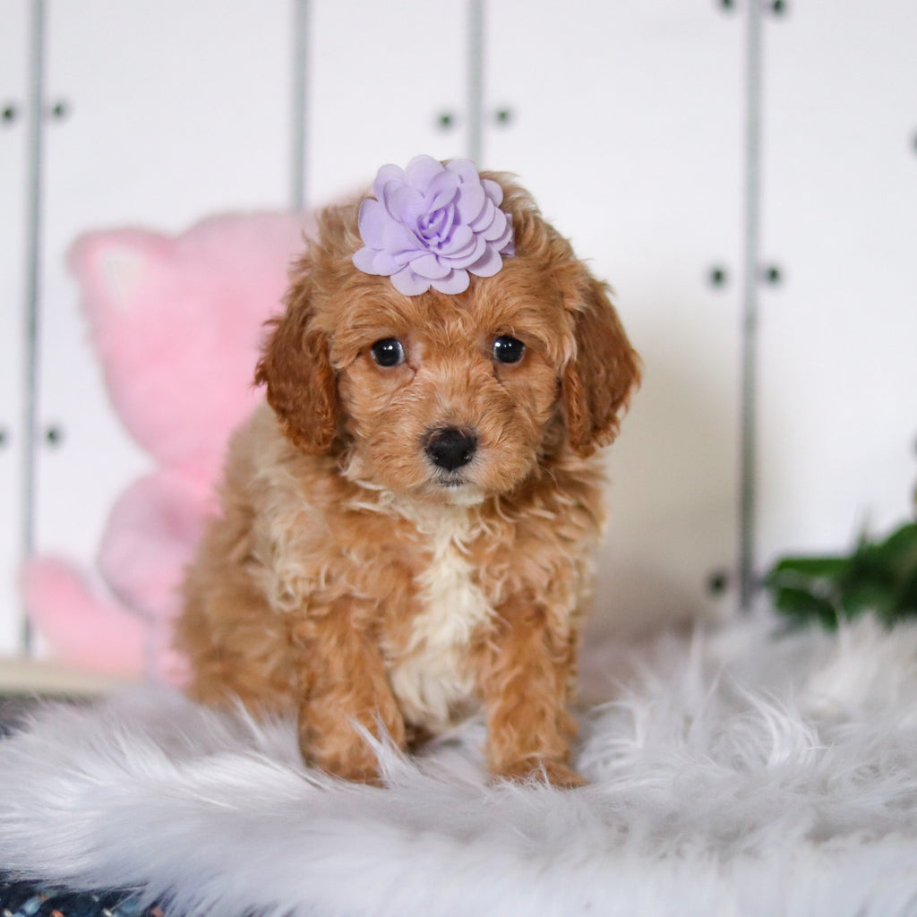 Sunny - Available 4/23