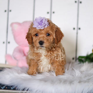 Sunny - Available 4/23