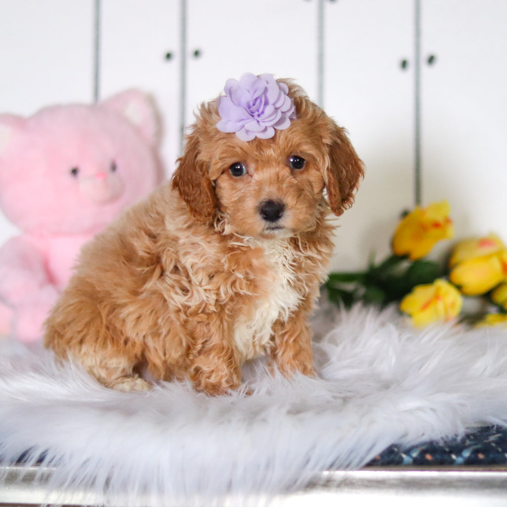 Sunny - Available 4/23