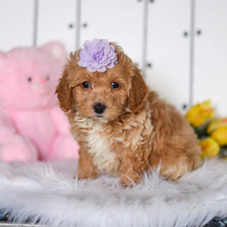 Sunny - Available 4/23