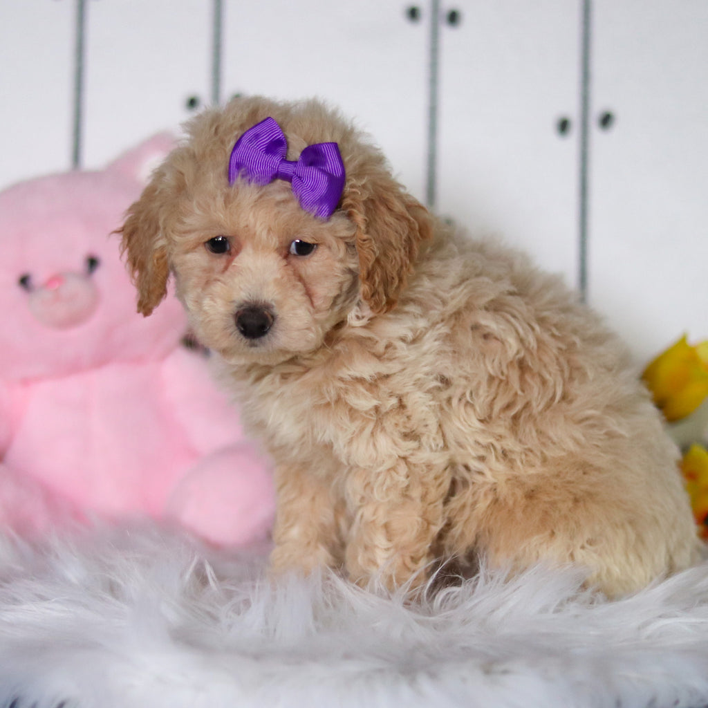 Tulip - Available 4/23