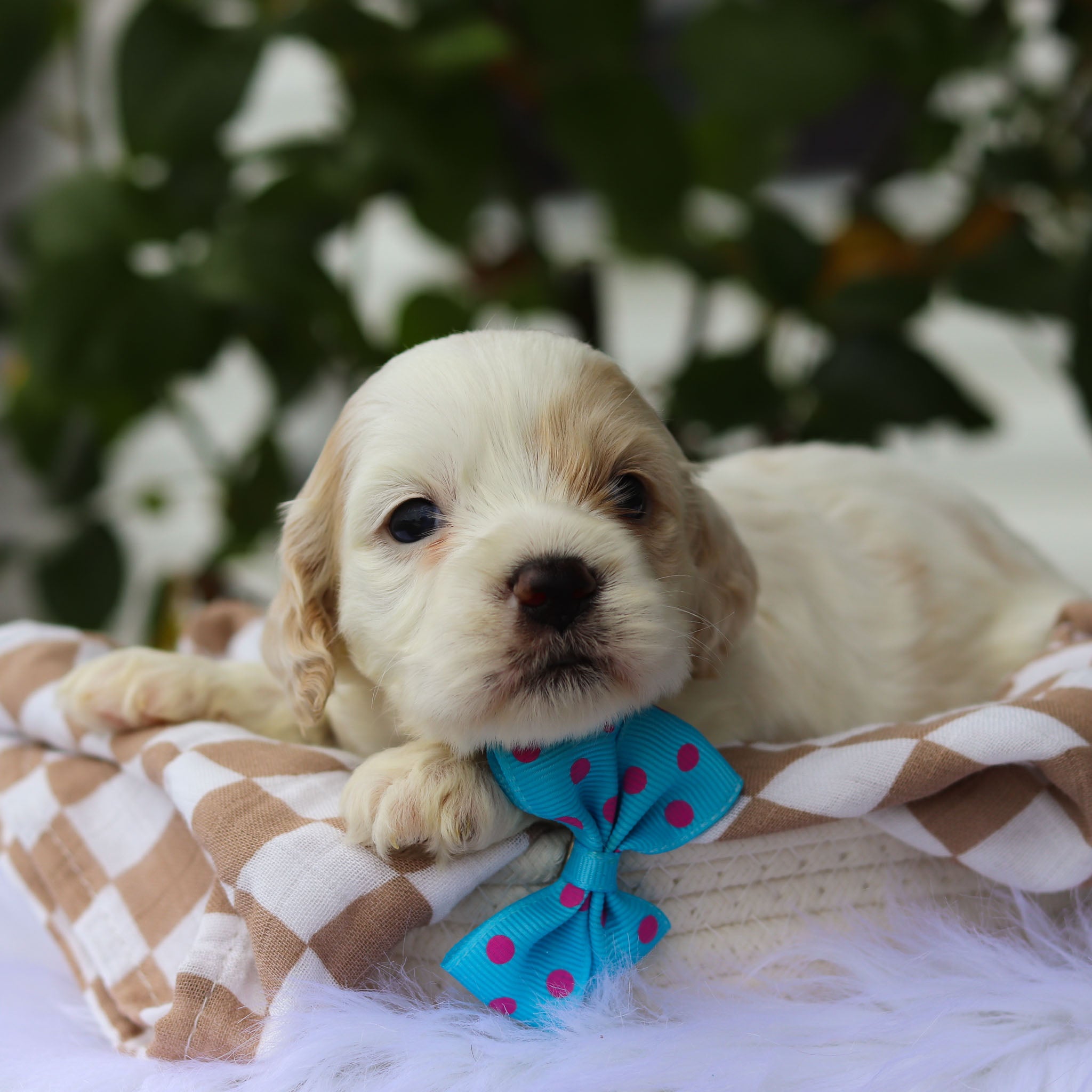 Puppies for sale in Arlington