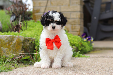 Danny - Available 5/7