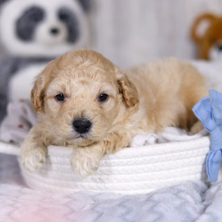 Leonardo - Available 4/2