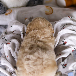 Leonardo - Available 4/2