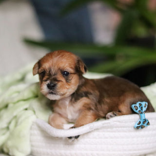 Pete - Available 4/30