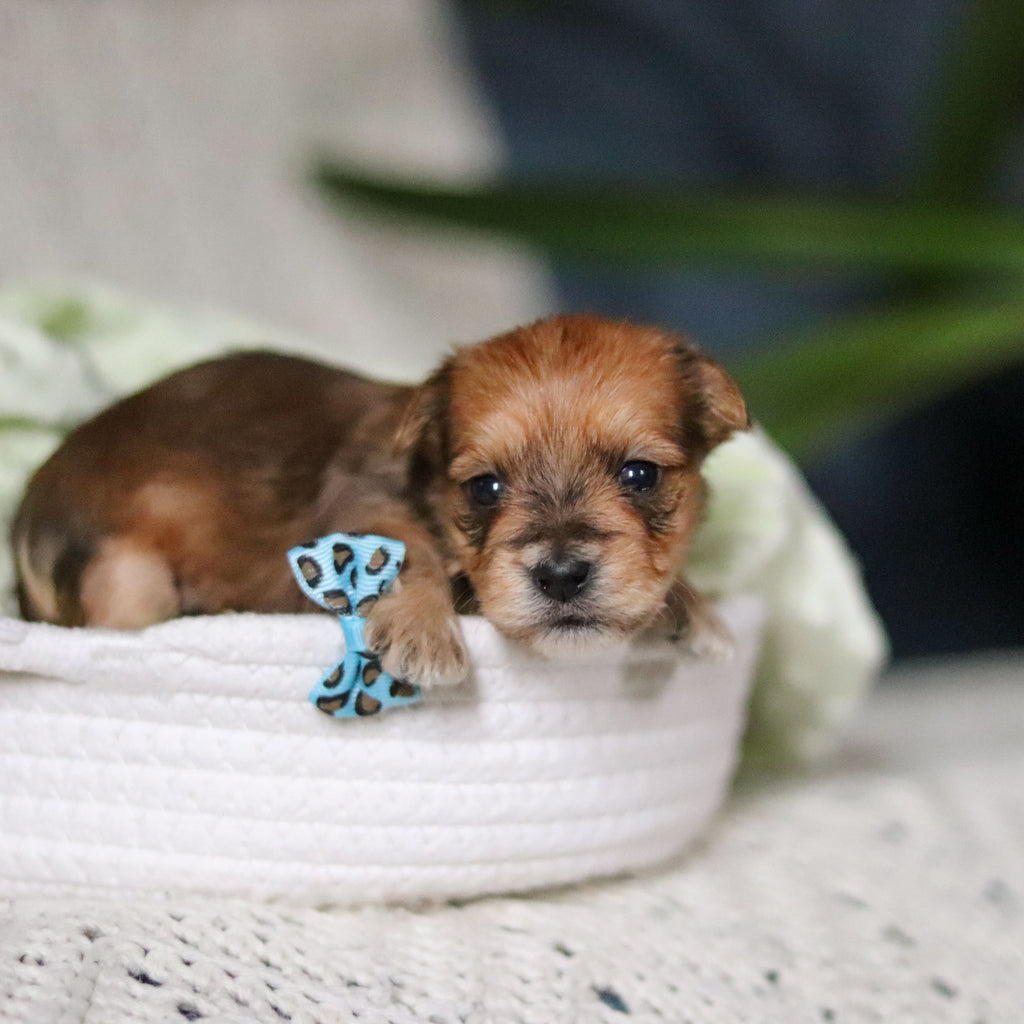 Pete - Available 4/30