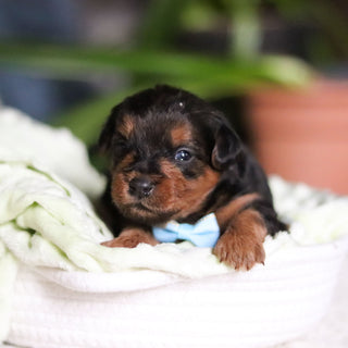 Theo - Available Now