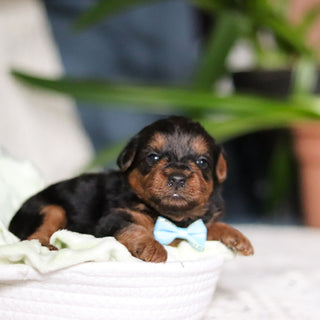 Theo - Available Now
