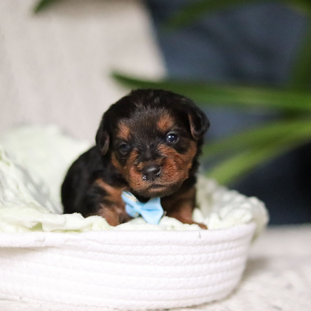 Theo - Available Now