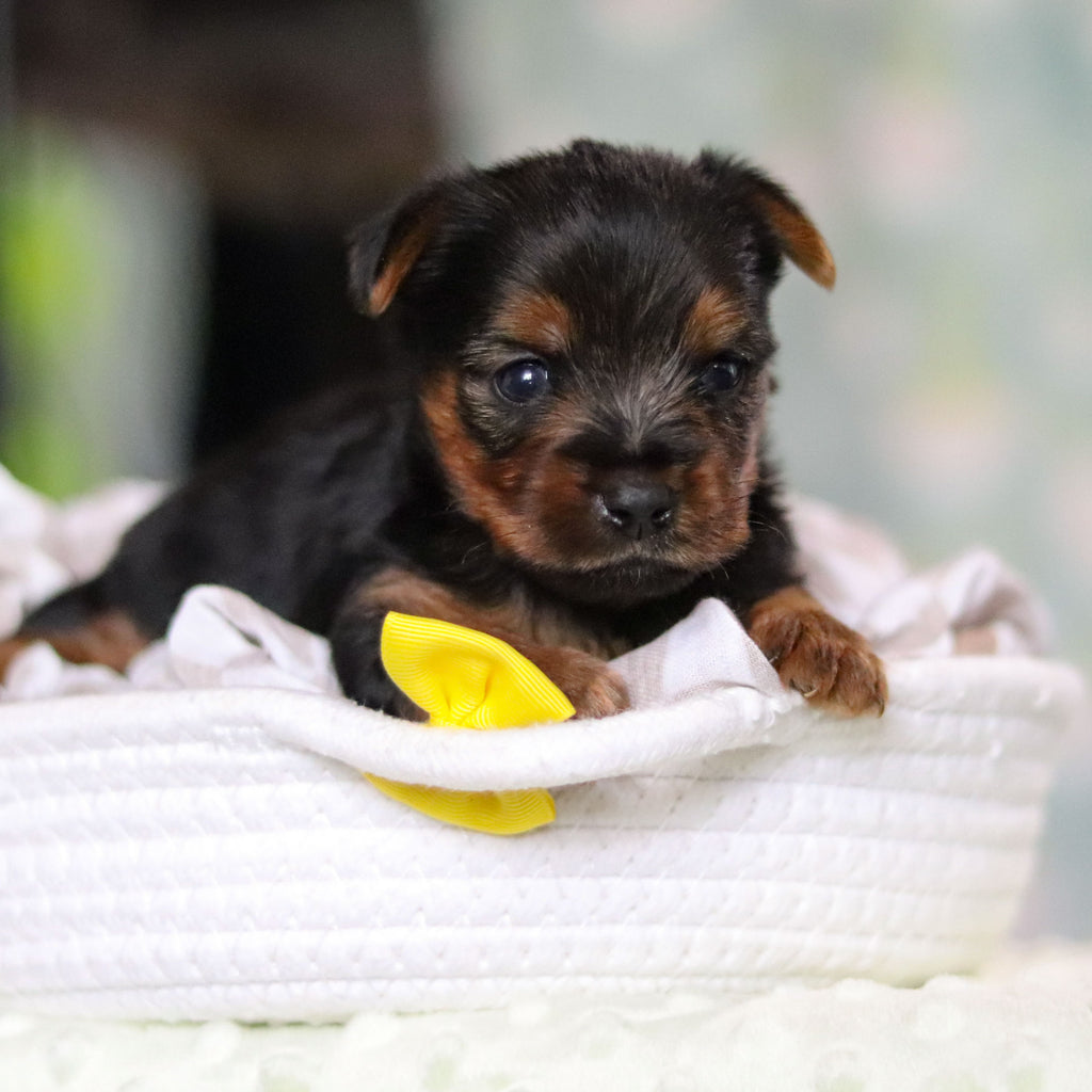 Stallone - Available 6/25