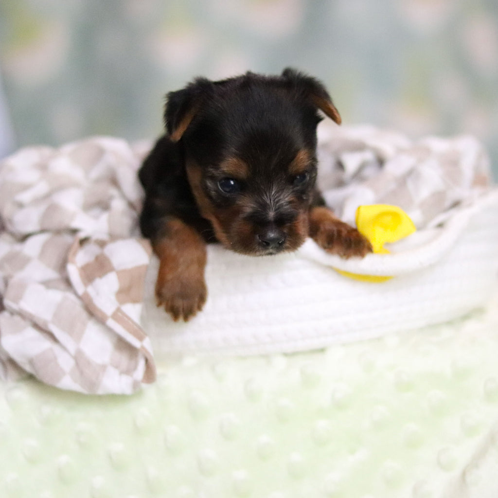 Stallone - Available 6/25