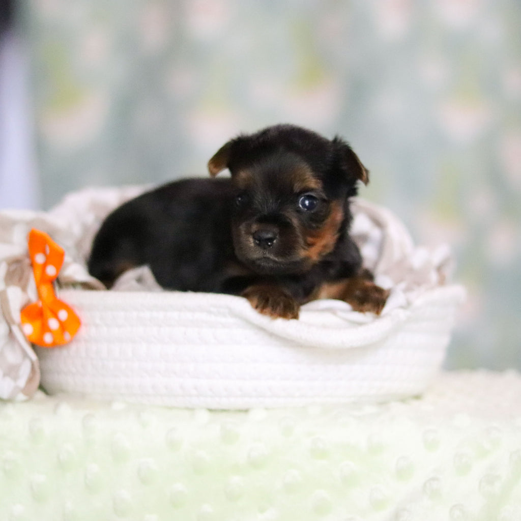 Stafford - Available 6/25