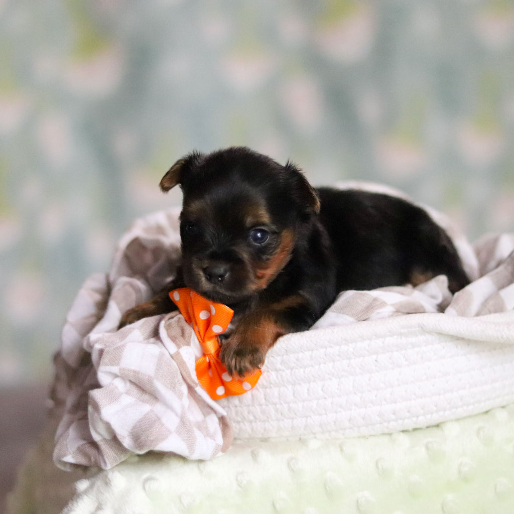 Stafford - Available 6/25