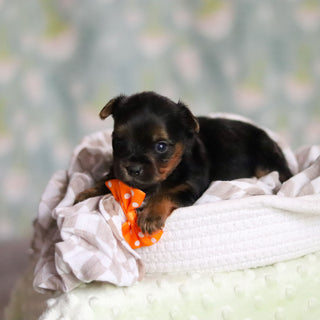 Stafford - Available 6/25
