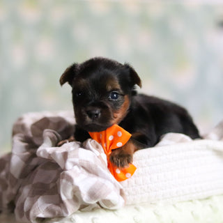 Stafford - Available 6/25