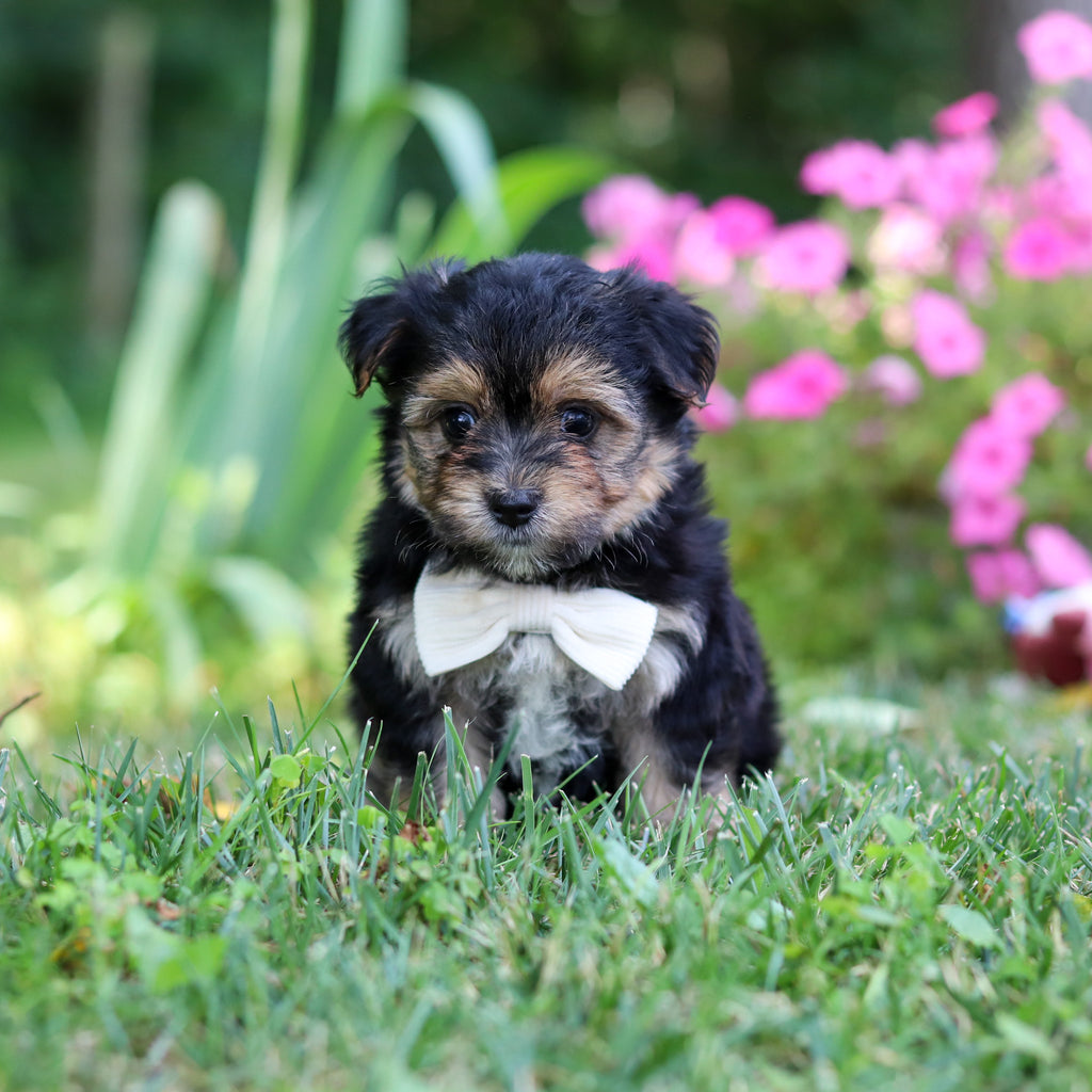 Scout - Available 8/6