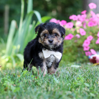 Scout - Available 8/6