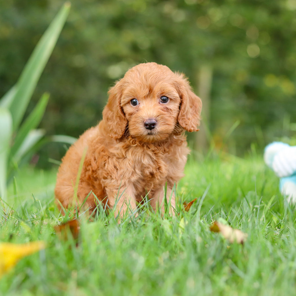 Finn - Available 9/17