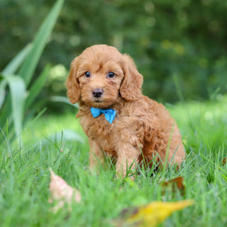 Finn - Available 9/17