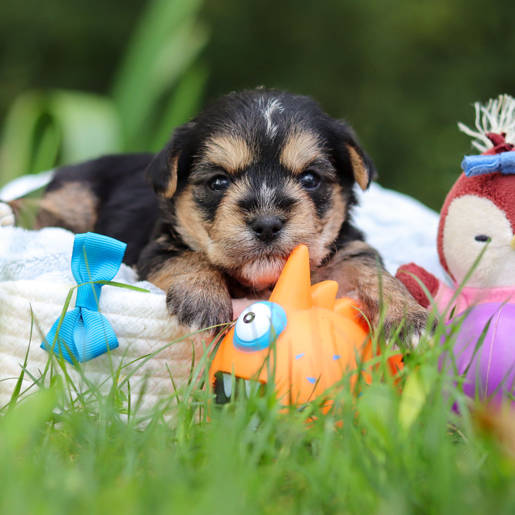 Bodie - Available 10/8