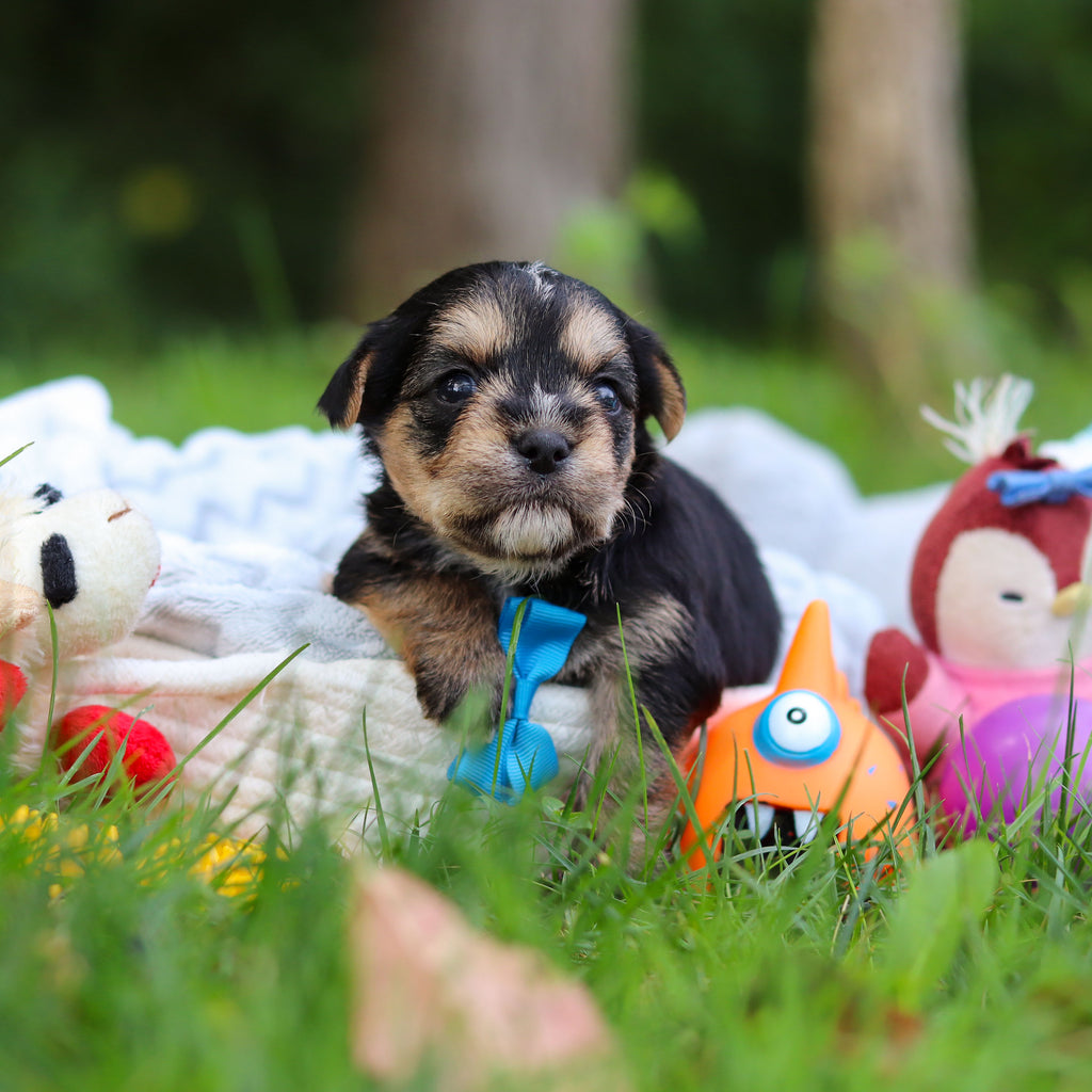 Bodie - Available 10/8