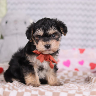 Carter - Available Now