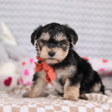 Carter - Available 2/12