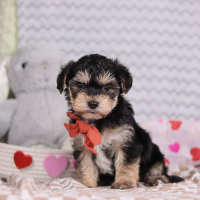 Carter - Available 2/12