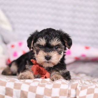 Carter - Available Now