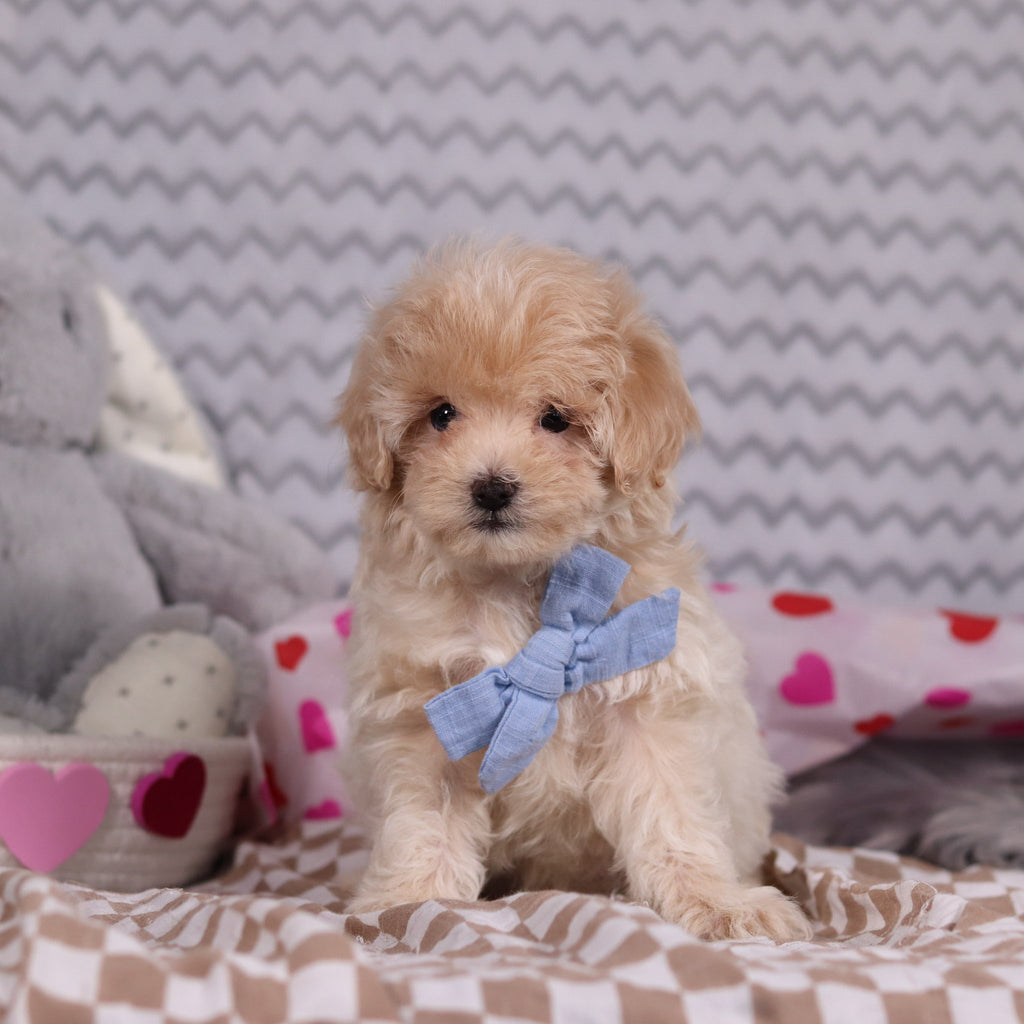 Link - Available Now