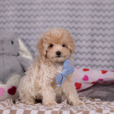 Link - Available 2/12