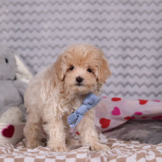 Link - Available Now