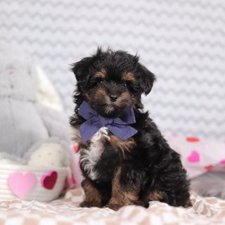 Leonardo - Available Now