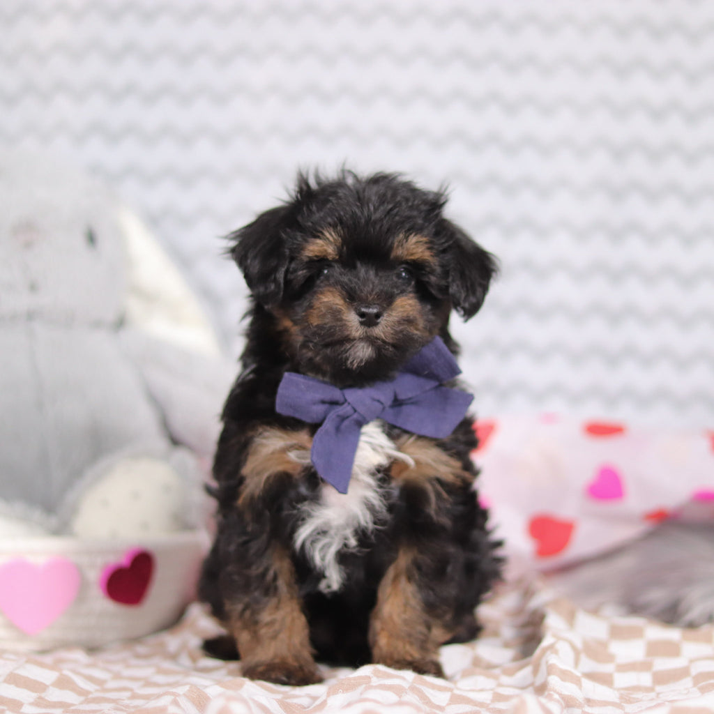 Leonardo - Available Now