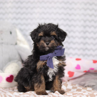 Leonardo - Available Now