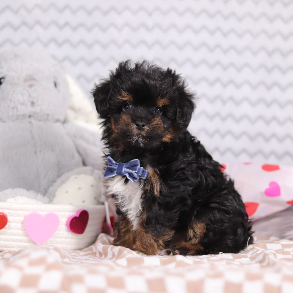 Linus - Available Now