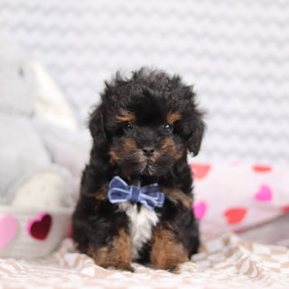 Linus - Available Now