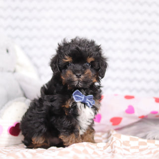 Linus - Available Now